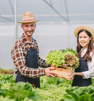 Hydroponic vegetable garden owner man and woman couple harvesting fresh organic salad in greenhouse vegetable garden.
Check the quality of vegetables and record the growth of hydroponic vegetables.